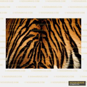 A Close Up Of A Tigers Face Animals Wildlife - DTF Ontwerp